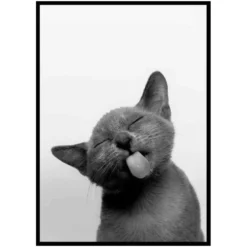Poster Gallerix Licking Kitten
