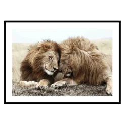 Poster Gallerix Lion Bothers