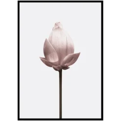 Poster Gallerix Lotus Flower