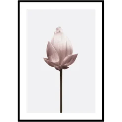 Poster Gallerix Lotus Flower