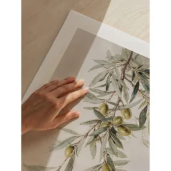 Poster Gallerix Olive Branch Aquarelle