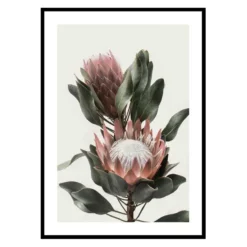 Poster Gallerix Protea Flowers