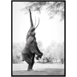 Poster Gallerix Standing Tall Elephant