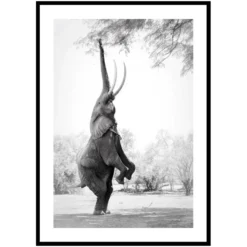 Poster Gallerix Standing Tall Elephant