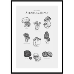 Poster Gallerix Ätbara Svampar