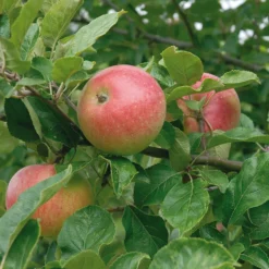 Äppelträd Omnia Garden Aroma E