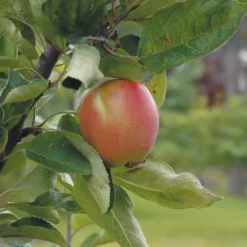Äppelträd Omnia Garden Åkerö Svagväxande