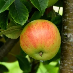 Äppelträd Omnia Garden Malus Domestica Hampus