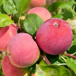 Äppleträd Omnia Garden Röd Melba