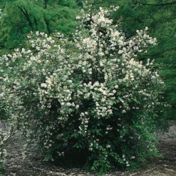 Prydnadsbuske Omnia Garden Doftschersmin 20-80 cm