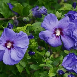 Prydnadsbuske Omnia Garden Frilandshibiskus Marina 70-80cm