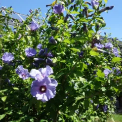 Prydnadsbuske Omnia Garden Frilandshibiskus Marina 70-80cm