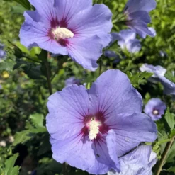 Prydnadsbuske Omnia Garden Frilandshibiskus Marina 70-80cm
