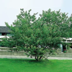 Prydnadsbuske Omnia Garden Ginnalalönn, Vit Blomning, 150-200cm