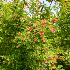 Prydnadsbuske Omnia Garden Ginnalalönn, Vit Blomning, 150-200cm