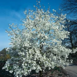 Prydnadsbuske Omnia Garden Japansk Magnolia