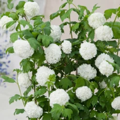 Prydnadsbuske Omnia Garden Snöbollsbuske