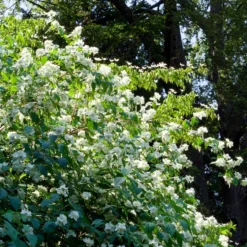 Prydnadsbuske Schersmin- Doftschersmin Omnia Garden 100-150 cm