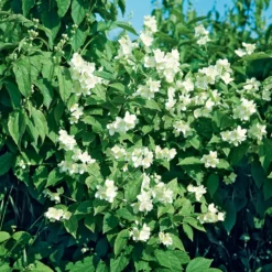 Prydnadsbuske Schersmin- Doftschersmin Omnia Garden 100-150 cm