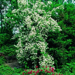 Prydnadsbuske Schersmin- Doftschersmin Omnia Garden 100-150 cm
