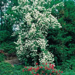 Prydnadsbuske Schersmin- Doftschersmin Omnia Garden 100-150 cm