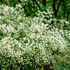 Prydnadsbuske Schersmin- Doftschersmin Omnia Garden 100-150 cm
