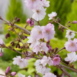 Prydnadskörsbär Omnia Garden Accolade, Rosa Blomning, 100-120 cm