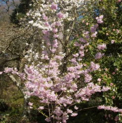 Prydnadskörsbär Omnia Garden Accolade, Rosa Blomning, 100-120 cm