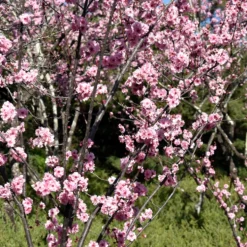 Prydnadskörsbär Omnia Garden Accolade, Rosa Blomning, 100-120 cm