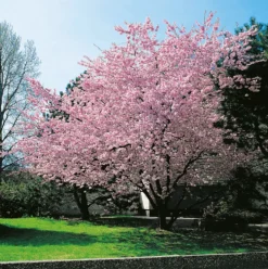 Prydnadskörsbär Omnia Garden Accolade, Rosa Blomning, 100-120 cm