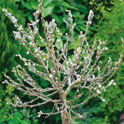 Prydnadsträd Omnia Garden Alpvide - Salix Helvetica SH 80-100 cm