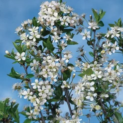 Prydnadsträd Omnia Garden Prydnadsträd Klotkörsbär 100-120 cm