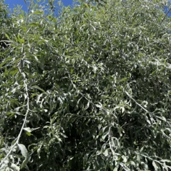 Prydnadsträd Omnia Garden Silverpäron, Grönt Lövverk & Vit Blomning, 100-120 cm