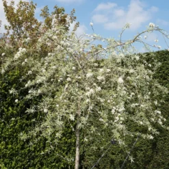 Prydnadsträd Omnia Garden Silverpäron, Grönt Lövverk & Vit Blomning, 100-120 cm