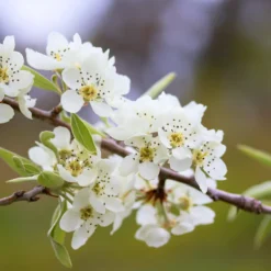 Prydnadsträd Omnia Garden - Silverpäron med Vit Blomning 80-90 cm