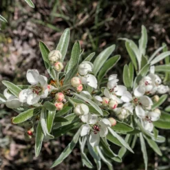 Prydnadsträd Omnia Garden - Silverpäron med Vit Blomning 80-90 cm