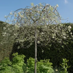 Prydnadsträd Omnia Garden - Silverpäron med Vit Blomning 80-90 cm