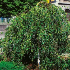 Prydnadsträd Omnia Garden Tårbjörk 150-200 cm