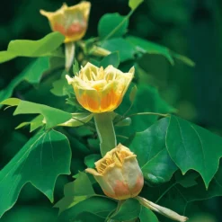 Prydnadsträd Tulpanträd Omnia Garden 100-125 cm