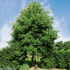 Prydnadsträd Tulpanträd Omnia Garden 100-125 cm