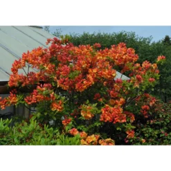 Rhododendron Azalea Omnia Garden Knaphill Gibraltar 30-40 cm