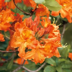 Rhododendron Azalea Omnia Garden Knaphill Gibraltar 30-40 cm