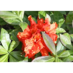 Rhododendron Azalea Omnia Garden Knaphill Gibraltar 30-40 cm