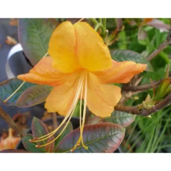 Rhododendron Azalea Omnia Garden Knaphill Klondyke 30-40 cm