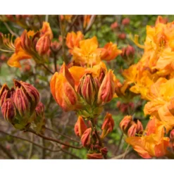 Rhododendron Azalea Omnia Garden Knaphill Klondyke 30-40 cm