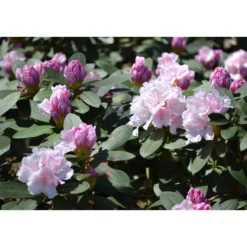 Rhododendron Omnia Garden Schneekrone 25-30 cm