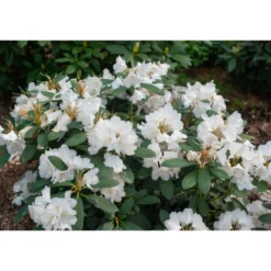 Rhododendron Omnia Garden Schneekrone 25-30 cm