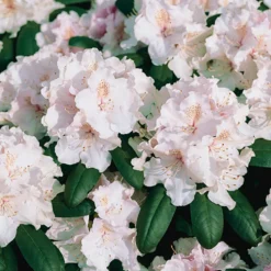 Rhododendron Omnia Garden Schneekrone 25-30 cm