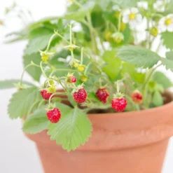 Smultron Omnia Garden Rügen Fragaria Vesca