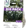 Snödroppe Nelson Garden Galanthus Nivalis Vit Big Pack